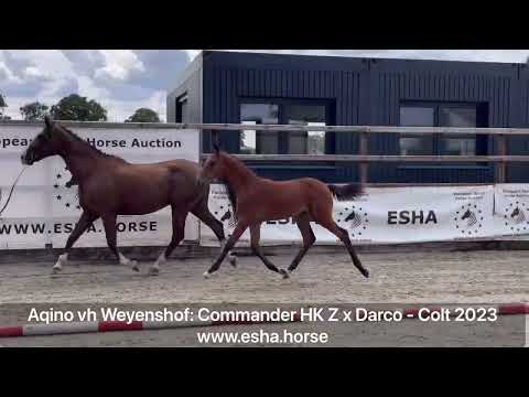 Aqino van het weyenshof: COMMANDER HK Z x DARCO