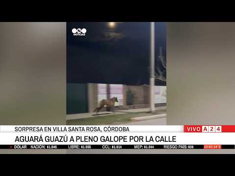 🔴UN AGUARÁ GUAZÚ A PLENO GALOPE EN LAS CALLES DE SANTA ROSA, CÓRDOBA