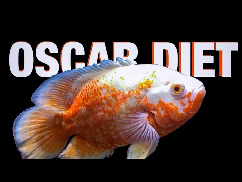 Oscar Fish Diet Guide