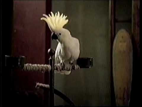 Philips "Lets Make Things Better" Commercial from the late 1990s.