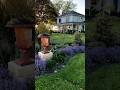 Here’s my recipe for a drought-tolerant colorful perennial bed #shorts