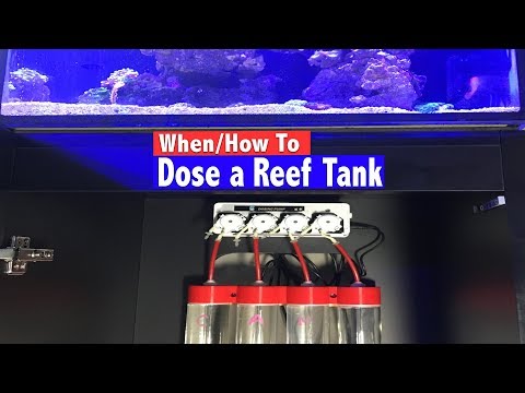 How To Dose a Reef Tank - When do you know you need to dose?
