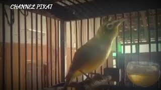 Download lagu #pleci flavus gacor abiss. full isian mp3 Download lagu #pleci flavus gacor abiss. full isian mp3