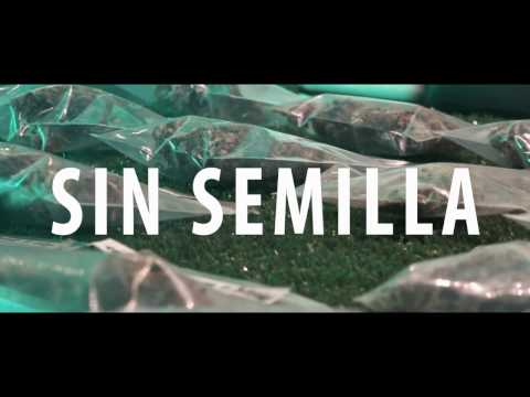 RDPOLVORA - SIN SEMILLA feat. SVS