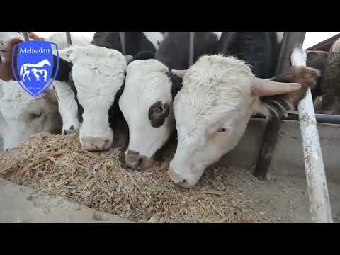 فیلم جالب از روند وزن گیری دام ها