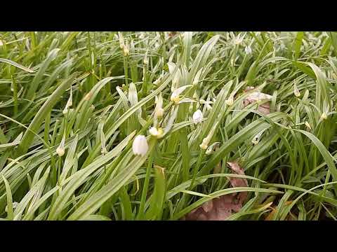 Ptačinec, česnáček, bršlice či svízel. Víte, jak tyto divoké byliny použít v kuchyni? - Vegmania.cz
