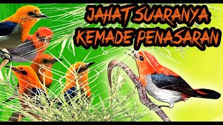 Download lagu INI SUARA PIKAT KEMADE RIBUT PALING JAHAT DAN AMPUH ANTI ZONK PADA DATANG mp3 Download lagu INI SUARA PIKAT KEMADE RIBUT PALING JAHAT DAN AMPUH ANTI ZONK PADA DATANG mp3