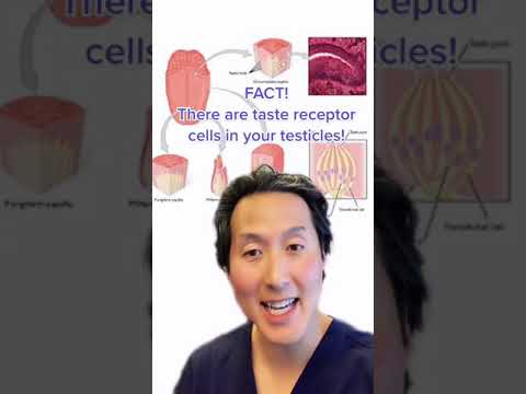 Do Your Testicles Really Have TASTEBUDS?? Fact or CAP!