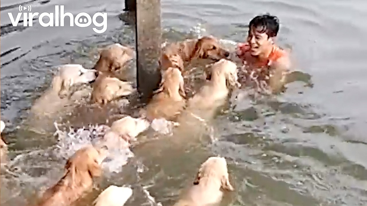 Swimming With Golden Retrievers || ViralHog Shorts