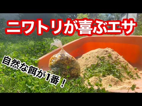 産卵鶏に最適な餌は何ですか?きっとあなたが思っているような人ではありません  庭園