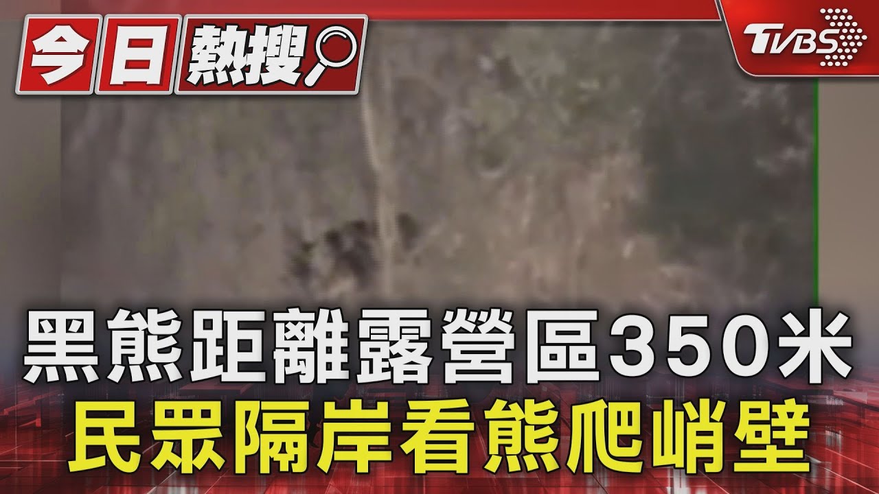 「黑熊出沒距露營區僅350公尺」部落居民震驚目擊攀崖全程