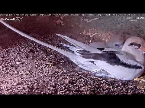 White-tailed Tropicbird: Peeka-boo everyone! Peeking over mom's shoulder.