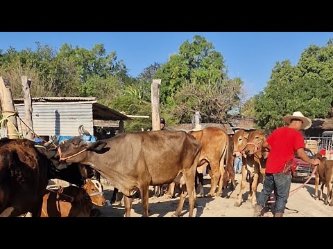 tiangue de Santiago Nonualco, La Paz Centro, El Salvador