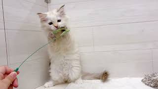 マンチカンの動画01