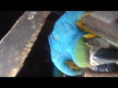 My beautiful macaws Azad and arezoo protecting there house and eggs