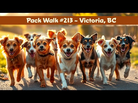 Dog Lovers Spring Into Action - Pack Walk #213 - K-9 Super Heroes Dog Whispeing