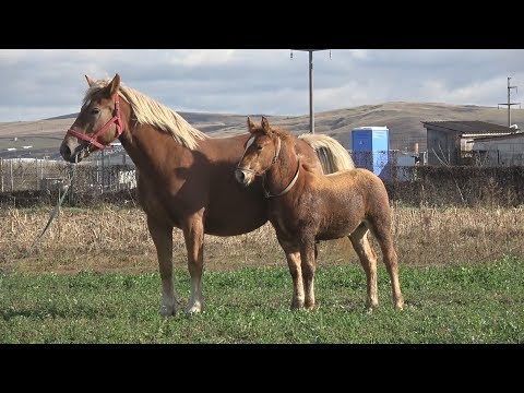 Iapa cu manz, rasa Semigreu Romanesc, Sannicoara Cluj 2017