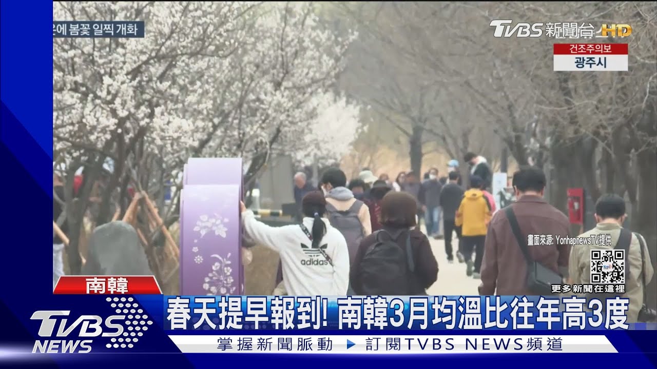 102年最早!南韓釜山櫻花綻放 宣告「春天來了」