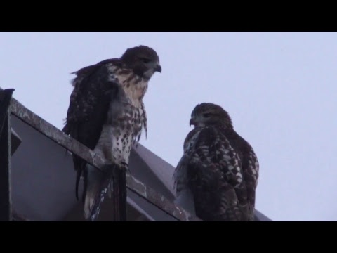 Ferris Akel Live Stream, 6/26/2018 Part 1