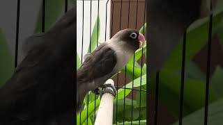 Download lagu Lovebird Batman Ngetik pancing birahi mp3