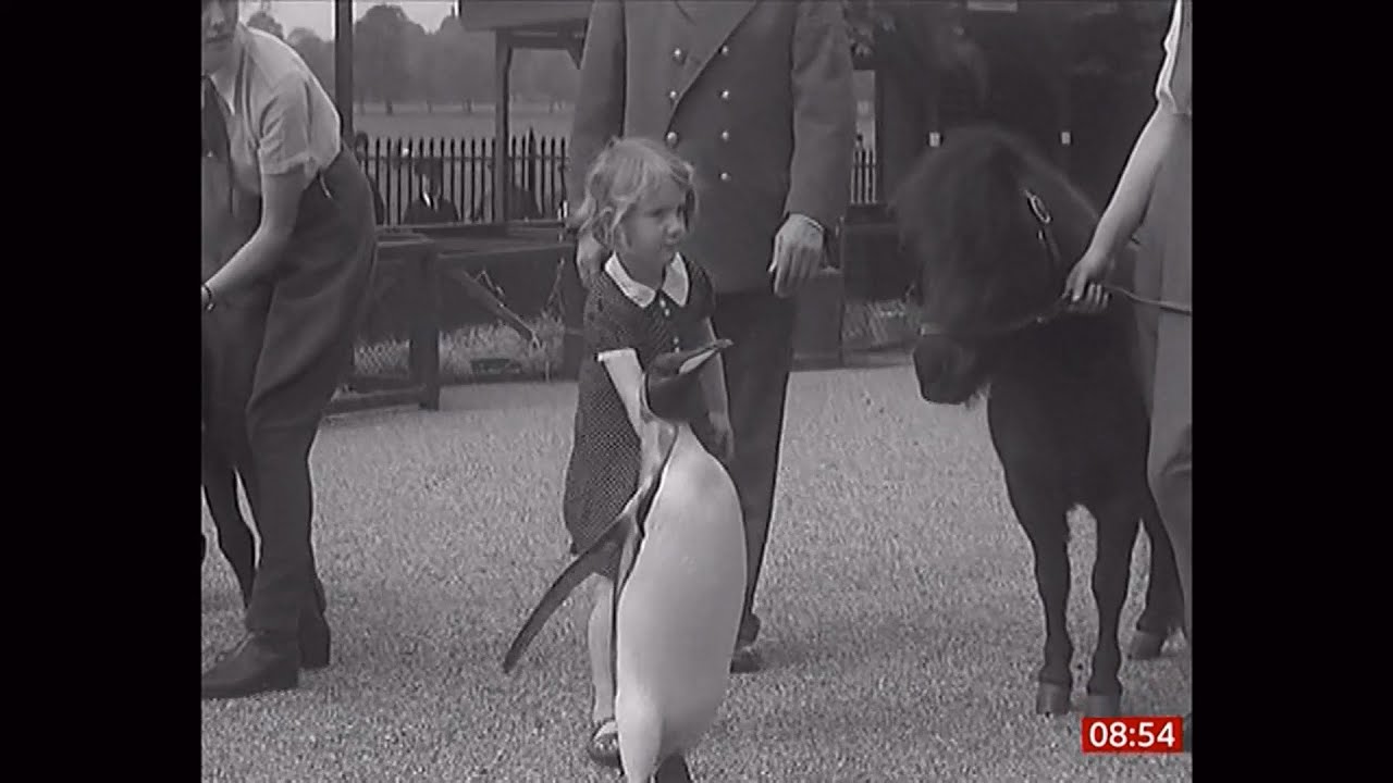 Landmark 2.1 million visits made to Chester Zoo in 2025 - history and today (UK) 8/Jan/2026