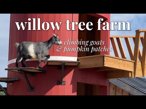 willow tree farm | climbing goats & pumpkin patch