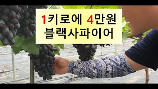 블랙사파이어 와 샤인머스켓 대형하우스 대농가 와 리얼한 포도 이야기
