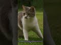 One Minute Adventure of Whiskers the Cat | Daily AI Stories | Fun Stories