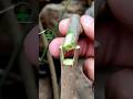 Plant grafting technique for beginners successful and satisfying #usa #grafting #videos