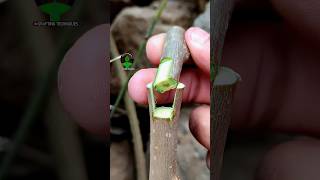 Download lagu Plant grafting technique for beginners successful and satisfying #usa #grafting #videos mp3 Download lagu Plant grafting technique for beginners successful and satisfying #usa #grafting #videos mp3