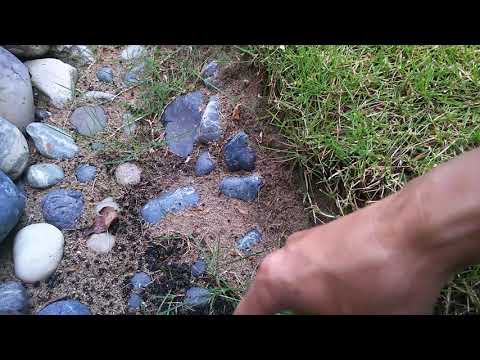 芝生からコケを取り除いたほうがいいでしょうか？その理由と方法: どのような治療法ですか?  庭園