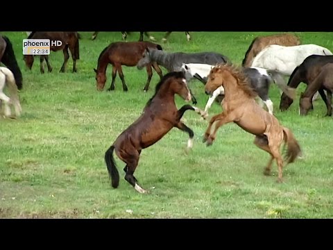 (Doku in HD) Magisches Sibirien - Reise durch Tuwa