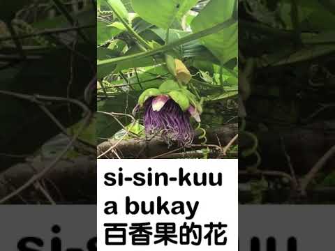 拜訪族人之Tapinaa 白潔長老