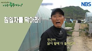 [순수 청년 진근 씨, 농부가 돌아왔다!] 닭들의 습격