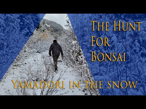 The hunt for bonsai - Yamadori on a snow covered mountain
