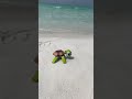 Nemo Lego Disney Legodisney Turtle Destinbeach Florida Ocean