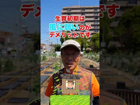 ペッパーケアのヒント