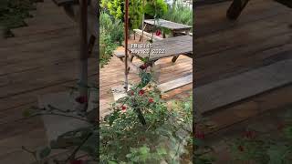 Every corner in Da Lat is very beautiful #shorts