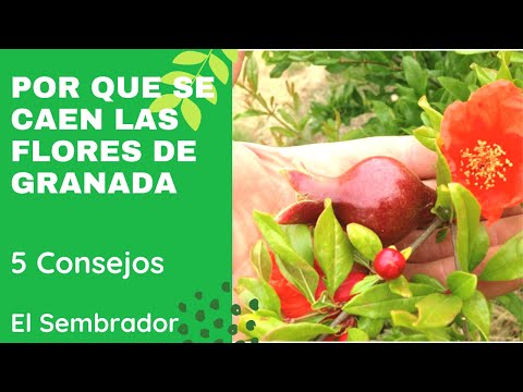 Why Do Pomegranate Flowers Fall Off? - 5 Tips