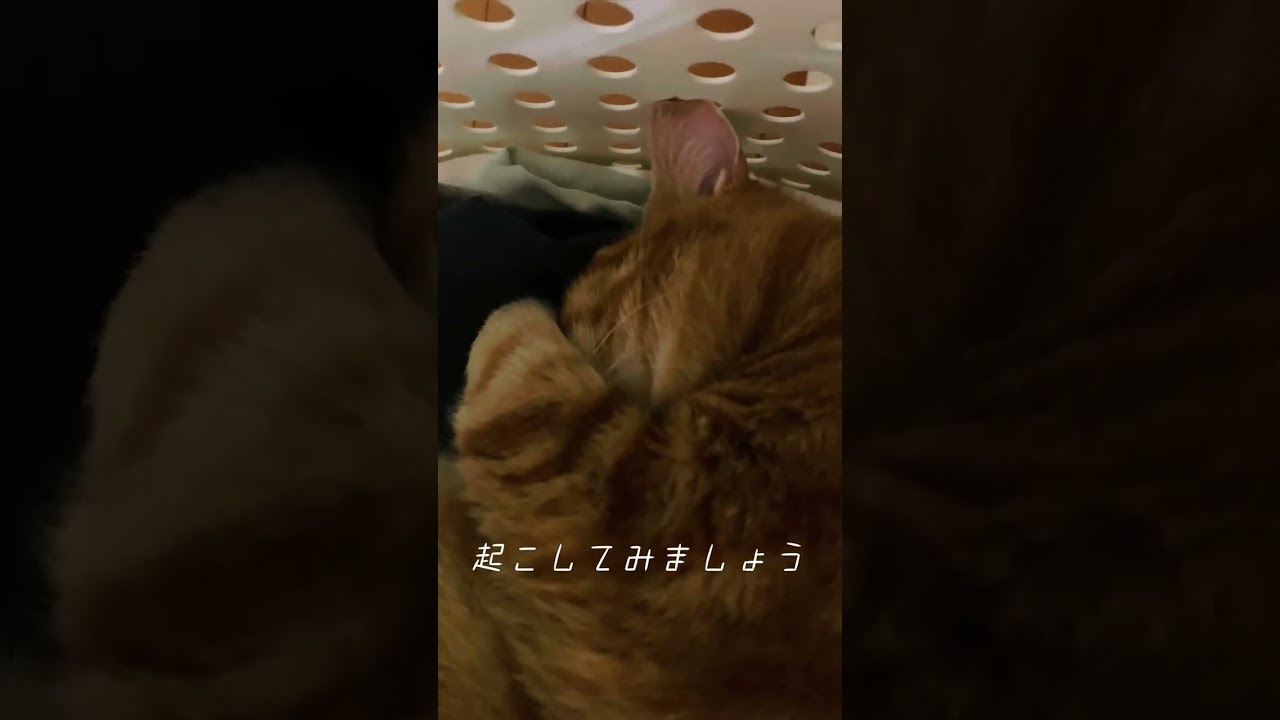 洗濯物を占拠する猫を起こす【U zu&Nene channel 】