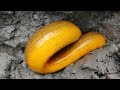 Best Eel Fishing | Catching Yellow Monster Eel Fish From Under Deep Mud Best Eel Fishing | Catching Yellow Monster Eel Fish From Under Deep Mud