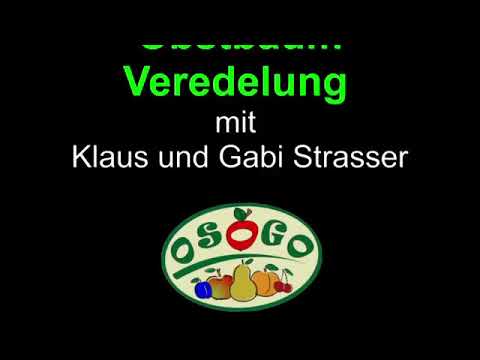 OSOGO Obstbaum Veredelung 2016