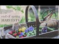 End Of Spring GARDEN HARVESTS From BALCONY NO DIG Backyard Doing Less To Manage Pests