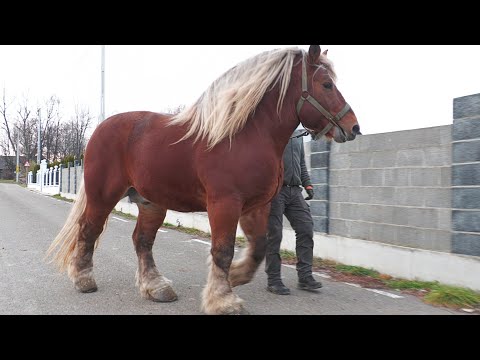 Armăsarii lui Marius de la Voitinel - Bucovina 2024