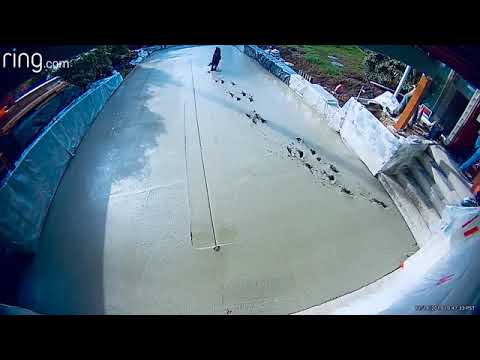 Perro y cemento fresco, ¿Qué podría salir mal? 🐶