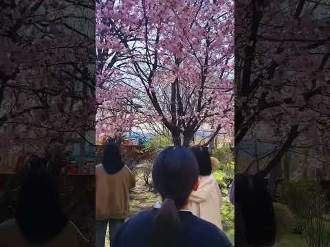 #北海道武蔵女子 #北海道　#桜 #札幌