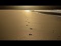 candice night - wish you were here 