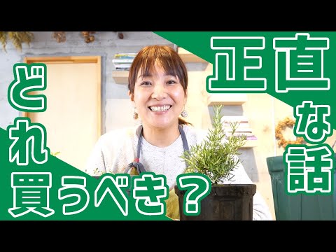 園芸 メキシカン オレガノ、メキシカン セージ、長花ミント ローズマリー、ホピ オレガノ