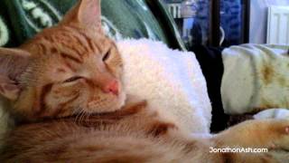 Kitten Likes to sleep