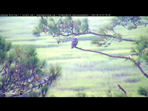 Savannah Ospreys 6/23/2023 - Osprey by the Marsh on a Rainy Morning